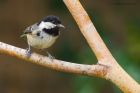 coalTit_040515c.jpg