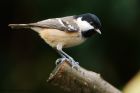 Filename=coalTit_060215a.jpg
Filesize=297KB
Dimensions=1200x800
Date added=Aug 21, 2016 coalTit_060215a.jpg