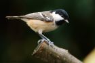 coalTit_060215a.jpg