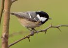 coalTit_060310d.jpg