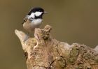 coalTit_060310g.jpg