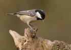 Filename=coalTit_060310h.jpg
Filesize=214KB
Dimensions=1000x714
Date added=Mar 07, 2010 coalTit_060310h.jpg