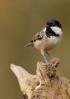 coalTit_060310i.jpg