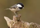 coalTit_060310j.jpg