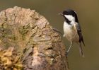 coalTit_060310l.jpg