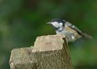 coalTit_091010d.jpg