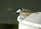 coalTit_091010e.jpg