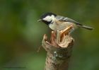 coalTit_091010g.jpg