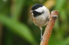 coalTit_091015a.jpg