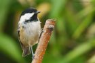 coalTit_091015b.jpg