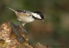 coalTit_111210b.jpg