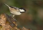 coalTit_111210c.jpg