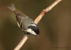 coalTit_111210e.jpg