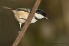 coalTit_111210f.jpg