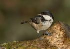 coalTit_111210g.jpg