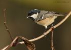 coalTit_111210i.jpg