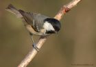 coalTit_111210j.jpg