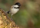 coalTit_111210l.jpg