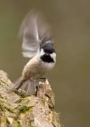 coalTit_130310a.jpg