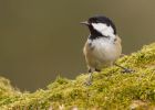 coalTit_130310b.jpg