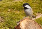 coalTit_130310c.jpg