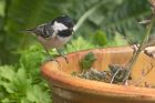 Filename=coalTit_210412d.jpg
Filesize=212KB
Dimensions=1000x667
Date added=Apr 21, 2012 coalTit_210412d.jpg