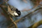 coalTit_220214b.jpg