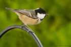 coalTit_241015a.jpg