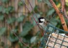 Filename=coalTit_251209a.jpg
Filesize=207KB
Dimensions=800x571
Date added=Dec 27, 2009 coalTit_251209a.jpg