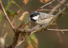 coalTit_270210b.jpg