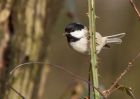 coalTit_270210c.jpg