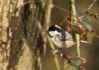 coalTit_270210f.jpg