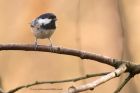 coalTit_271112b.jpg