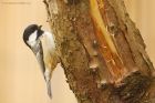 coalTit_gdn_021020c.jpg