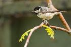 coalTit_gdn_210521a.jpg