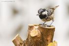 coalTit_gdn_270519a.jpg