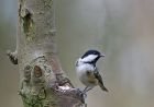 coaltit_2402c.jpg