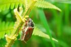 Filename=cockchafer_HB_030621a.jpg
Filesize=854KB
Dimensions=1300x867
Date added=Oct 15, 2021 cockchafer_HB_030621a.jpg