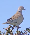 collaredDove_0404b.jpg