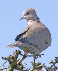 collaredDove_0404f.jpg