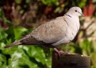 collaredDove_070409a.jpg