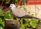 collaredDove_070409b.jpg