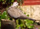 collaredDove_070409c.jpg