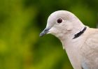 collaredDove_070510a.jpg