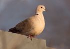 collaredDove_091109a.jpg