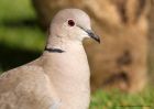 collaredDove_110510d.jpg