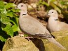 collaredDove_120408j.jpg