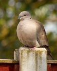 collaredDove_170408a.jpg