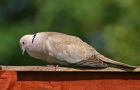 collaredDove_1805a.jpg