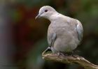 Filename=collaredDove_210511a.jpg
Filesize=216KB
Dimensions=1000x714
Date added=May 28, 2011 collaredDove_210511a.jpg